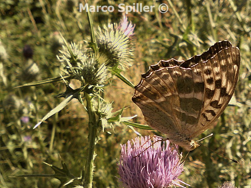 Melanargia galathea